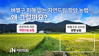벼멸구 피해가 없는 자연드림 항암 농법, 왜 그럴까요?