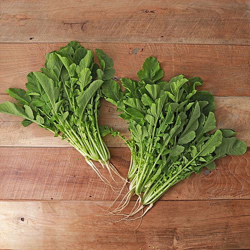 [무농약열무]-상세정보