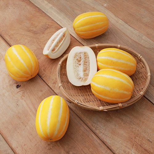 항암참외(유기농/참차메)