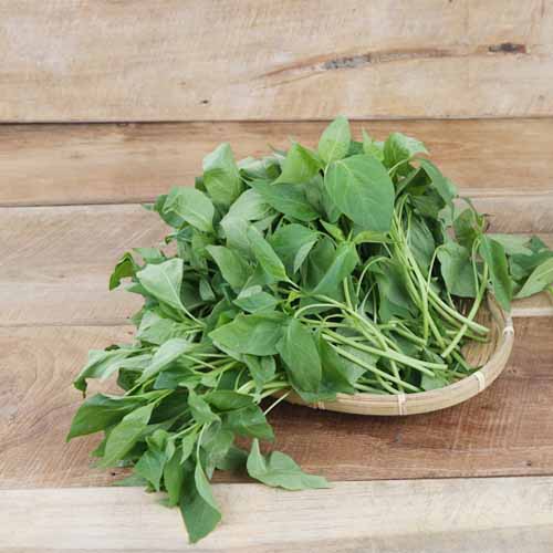 고추잎(대경)*200g*유(국산)