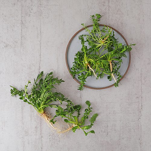 [무농약이상냉이]-상세정보