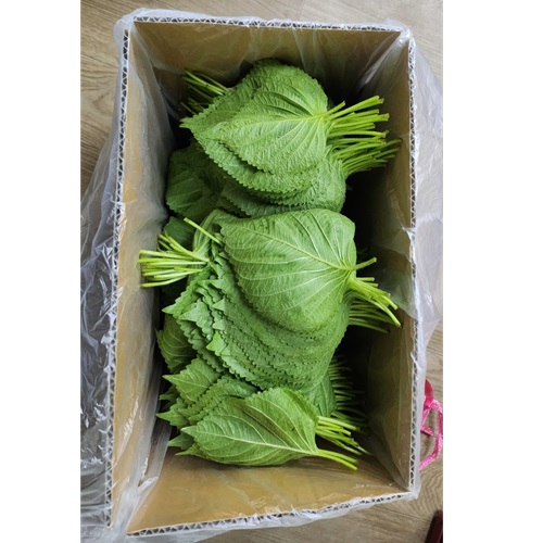 [무농약깻잎(원재료)*항암]-상세정보