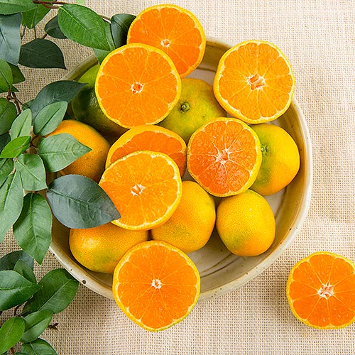 [유기농타이벡감귤]-상세정보