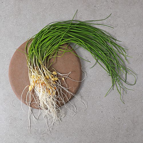 [무농약세척달래]-상세정보